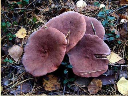  ,  Lactarius rufus